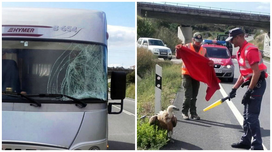 Susto ‘aéreo’ en las carreteras navarras: un buitre choca contra una autocaravana en Olóriz y revienta el cristal delantero